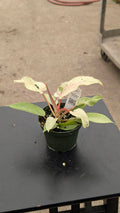 Gabriella Plants Philodendron 4" Philodendron 'Snowdrift'