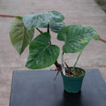 Gabriella Plants Philodendron 3” Philodendron sodiroi