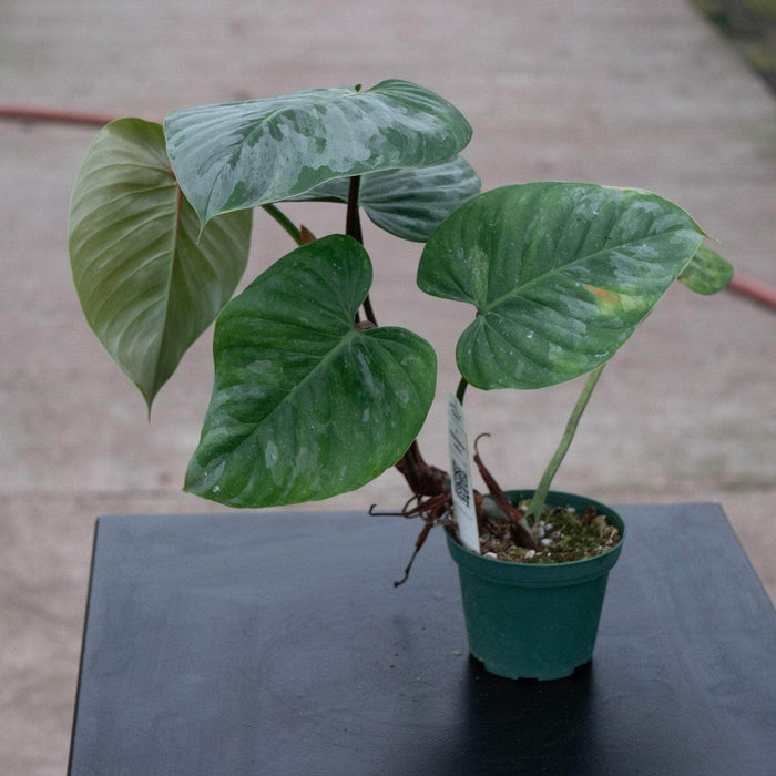 Gabriella Plants Philodendron 3” Philodendron sodiroi