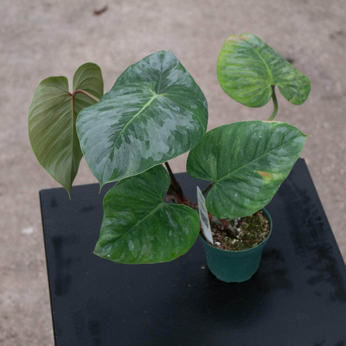 Gabriella Plants Philodendron Philodendron sodiroi
