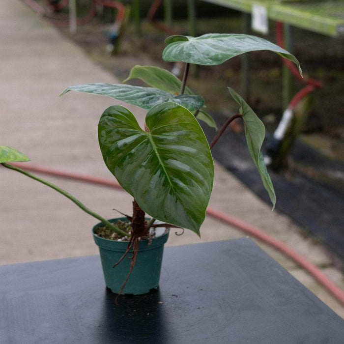 Gabriella Plants Philodendron Philodendron sodiroi