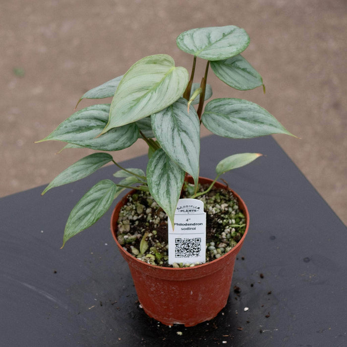 Gabriella Plants Philodendron Philodendron sodiroi