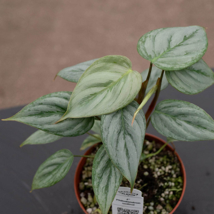 Gabriella Plants Philodendron Philodendron sodiroi