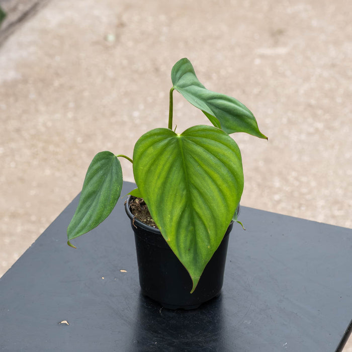 Gabriella Plants Philodendron 4” Philodendron sp. Colombia