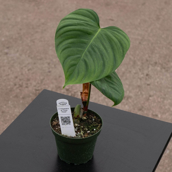 Gabriella Plants Philodendron Philodendron sp. "Fuzzy Petiole"