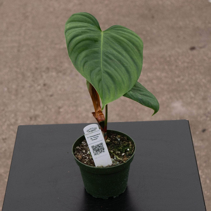 Gabriella Plants Philodendron 4 Philodendron sp. "Fuzzy Petiole"