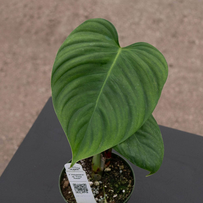 Gabriella Plants Philodendron Philodendron sp. "Fuzzy Petiole"