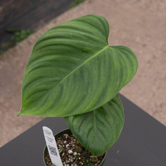 Gabriella Plants Philodendron Philodendron sp. "Fuzzy Petiole"