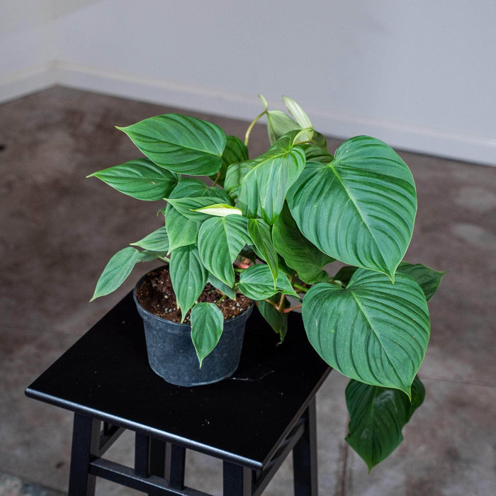 Gabriella Plants Philodendron 6" Philodendron sp. "Fuzzy Petiole"