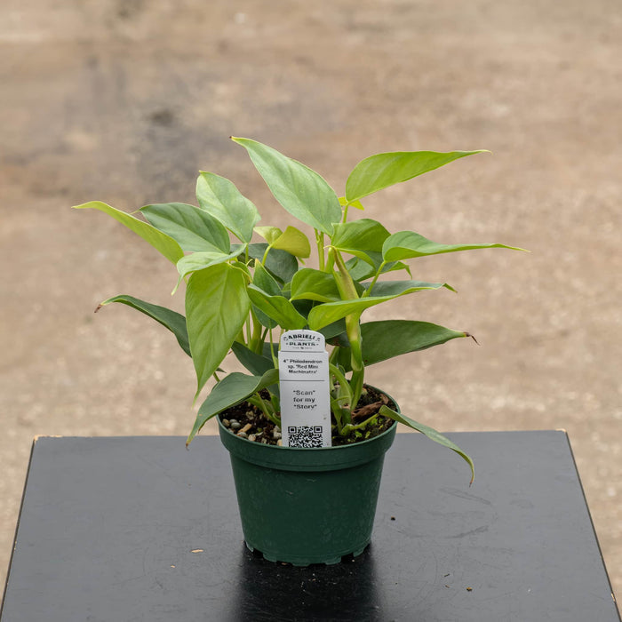 Gabriella Plants Philodendron 4" Philodendron sp. 'Red Mini Machinatza'