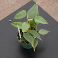 Gabriella Plants Philodendron 3" Philodendron sp. 'Red Mini Machinatza'