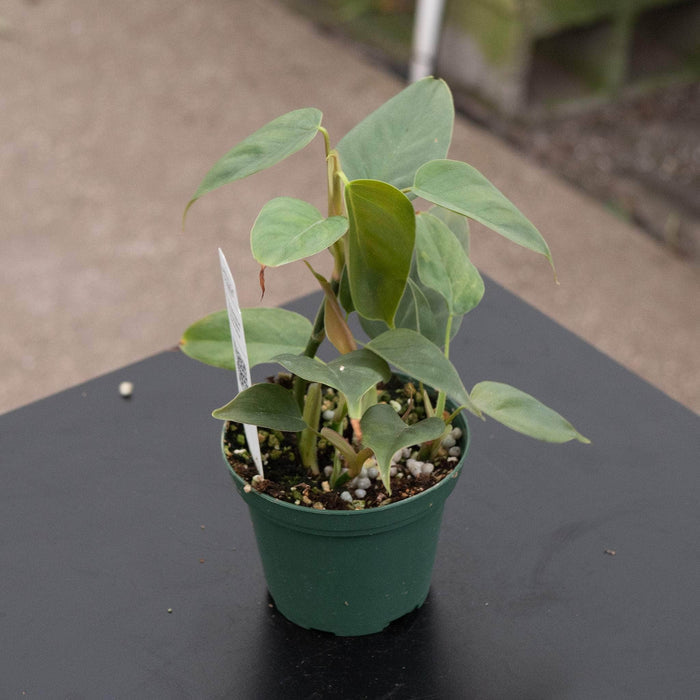 Gabriella Plants Philodendron 3" Philodendron sp. 'Red Mini Machinatza'