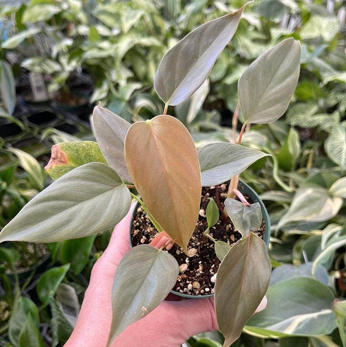 Gabriella Plants Philodendron 3" Philodendron sp. 'Red Mini Machinatza'