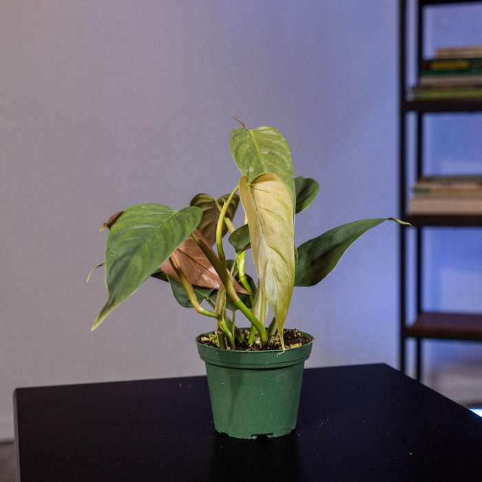 Gabriella Plants Philodendron 3" Philodendron sp. 'Red Mini Machinatza'