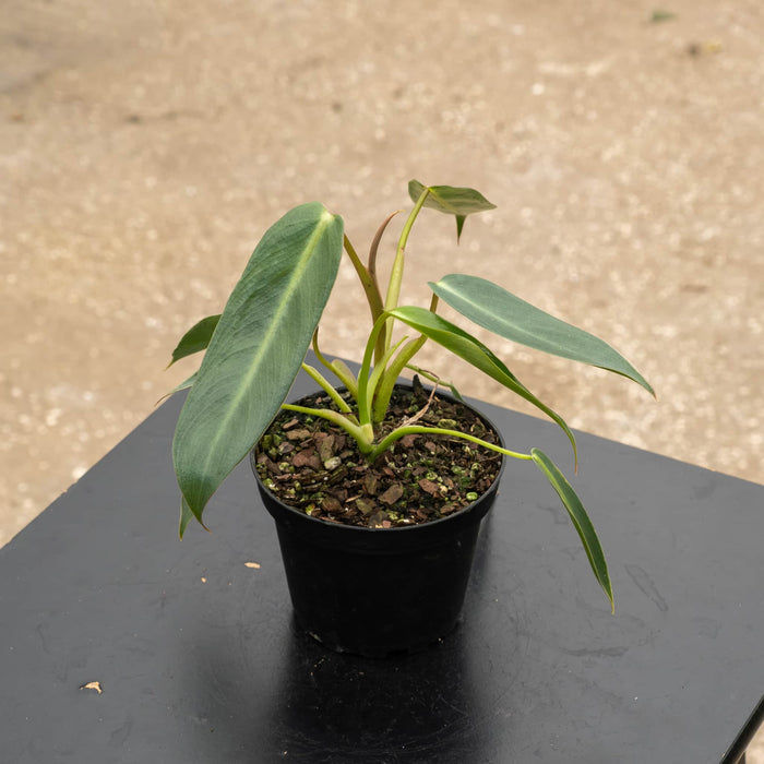 Gabriella Plants Philodendron 4" Philodendron spiritus-sancti