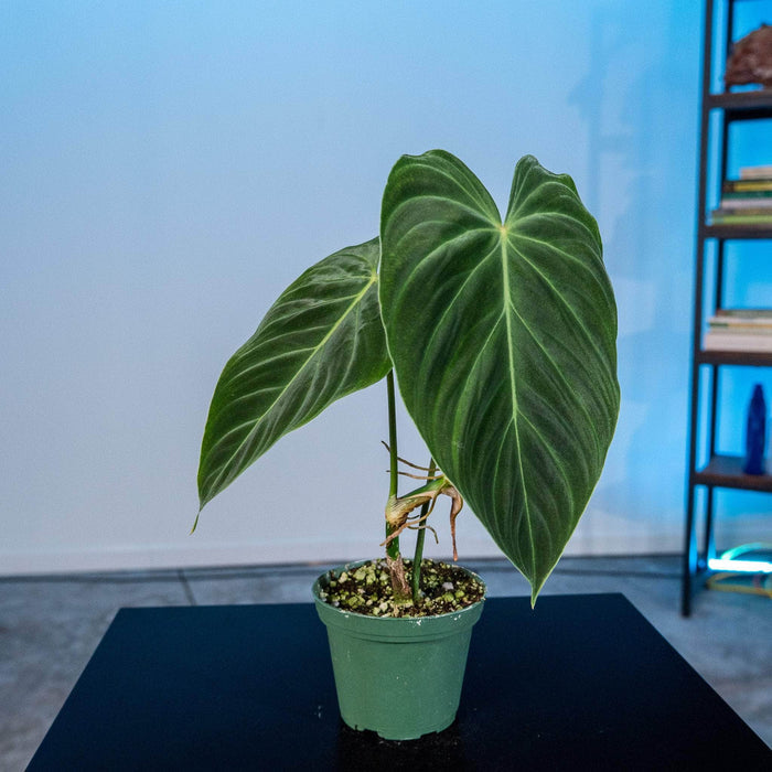 Gabriella Plants Philodendron 3" Philodendron 'Splendid'