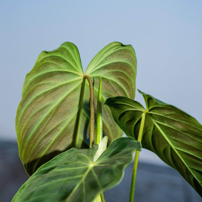Gabriella Plants Philodendron 3" Philodendron 'Splendid'
