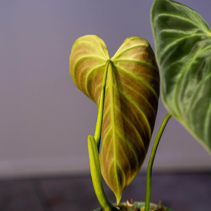 Gabriella Plants Philodendron 3" Philodendron 'Splendid'