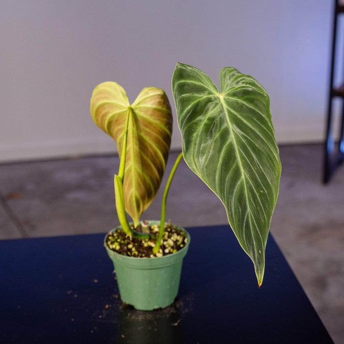 Gabriella Plants Philodendron 3" Philodendron 'Splendid'