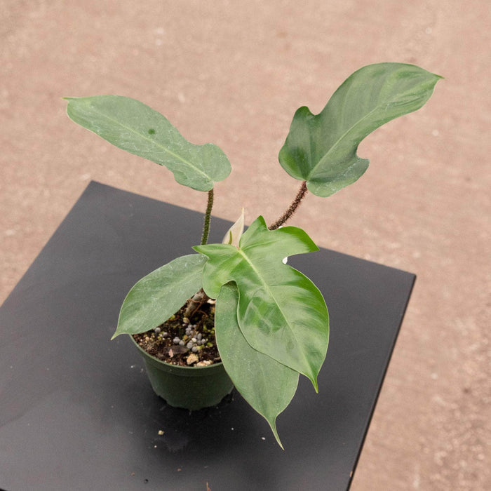 Gabriella Plants Philodendron 4" Philodendron squamiferum