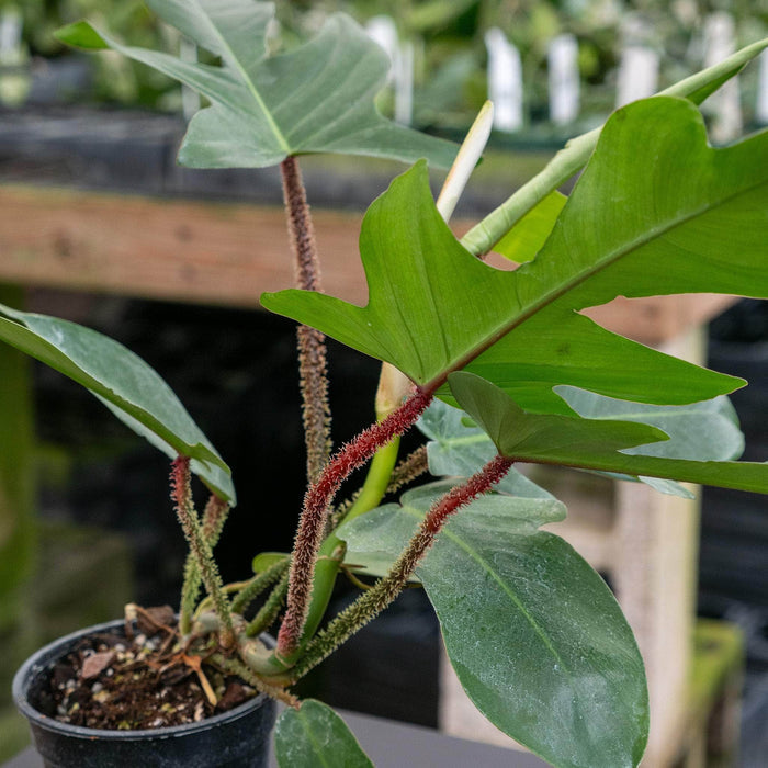 Gabriella Plants Philodendron 4" Philodendron squamiferum