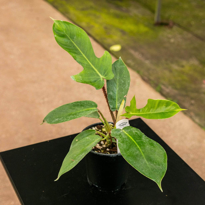 Gabriella Plants Philodendron 4" Philodendron squamiferum