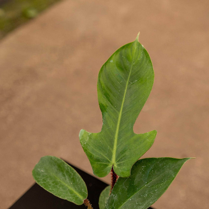 Gabriella Plants Philodendron 4" Philodendron squamiferum
