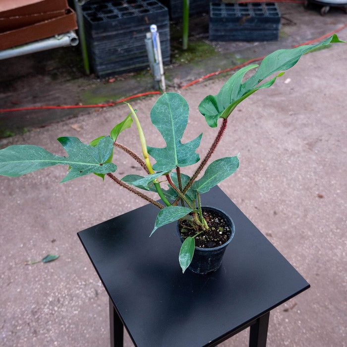 Gabriella Plants Philodendron 4" Philodendron squamiferum