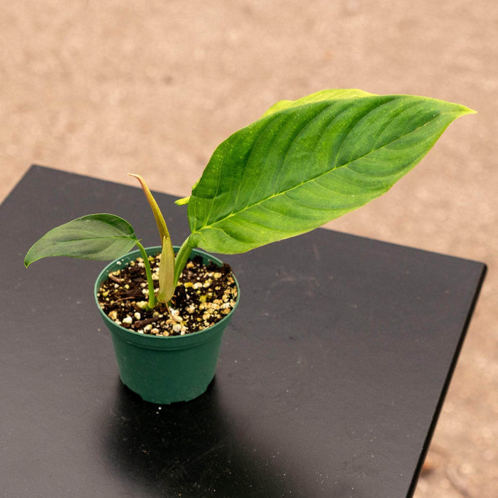 Gabriella Plants Philodendron Hybrid 3" Philodendron squamipetiolatum