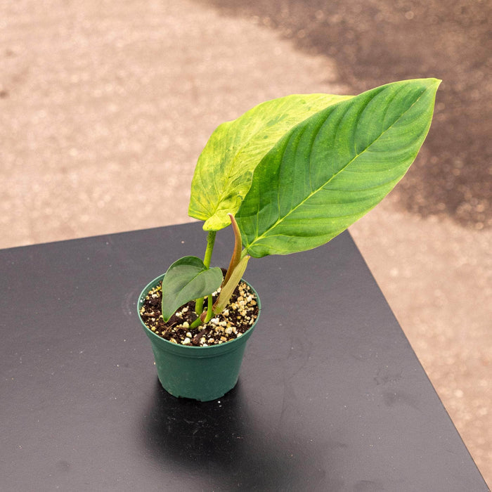 Gabriella Plants Philodendron Hybrid 3" Philodendron squamipetiolatum
