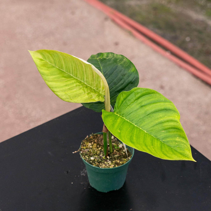 Gabriella Plants Philodendron Hybrid 3" Philodendron squamipetiolatum
