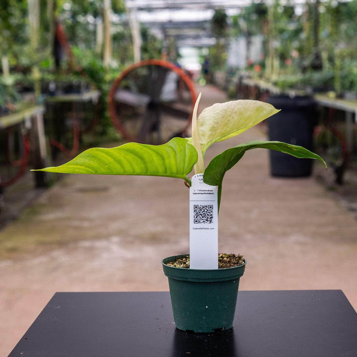 Gabriella Plants Philodendron Hybrid 3" Philodendron squamipetiolatum