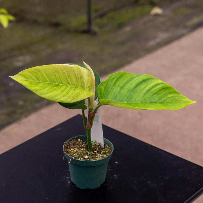 Gabriella Plants Philodendron Hybrid 3" Philodendron squamipetiolatum