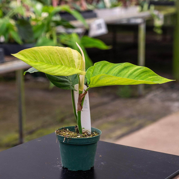Gabriella Plants Philodendron Hybrid 3" Philodendron squamipetiolatum