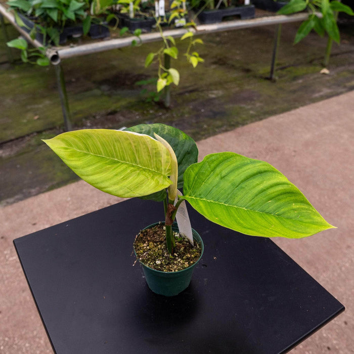 Gabriella Plants Philodendron Hybrid 3" Philodendron squamipetiolatum