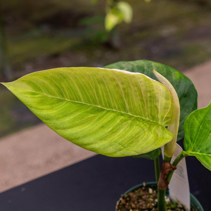 Gabriella Plants Philodendron Hybrid 3" Philodendron squamipetiolatum