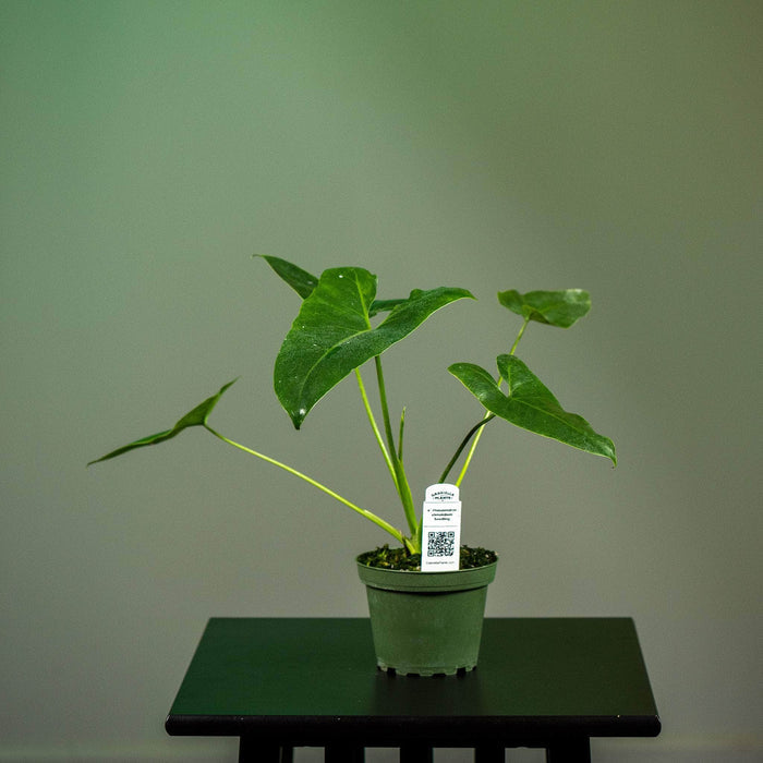 Gabriella Plants Philodendron 4" Philodendron stenolobum Seedling