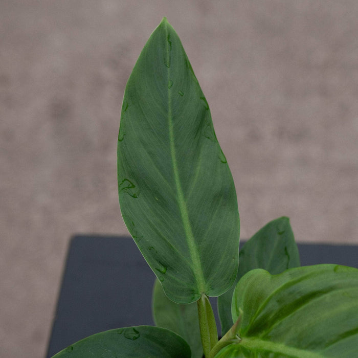 Gabriella Plants Philodendron 4" Philodendron subhastatum