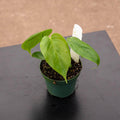 Gabriella Plants Philodendron 3" Philodendron tenue aff.