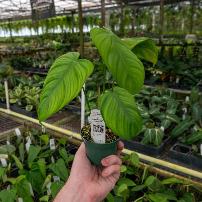 Gabriella Plants Philodendron 3" Philodendron tenue aff.