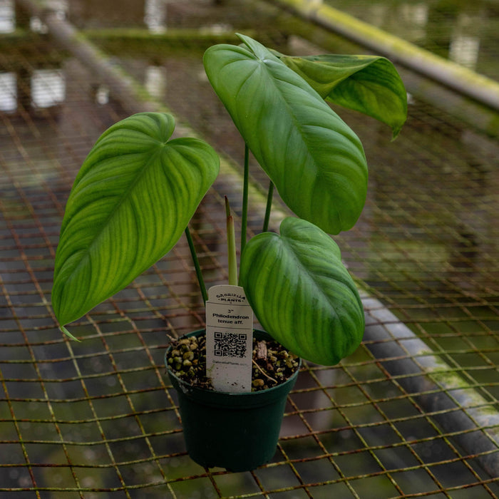 Gabriella Plants Philodendron 3" Philodendron tenue aff.