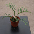 Gabriella Plants Philodendron 4" Philodendron tortum