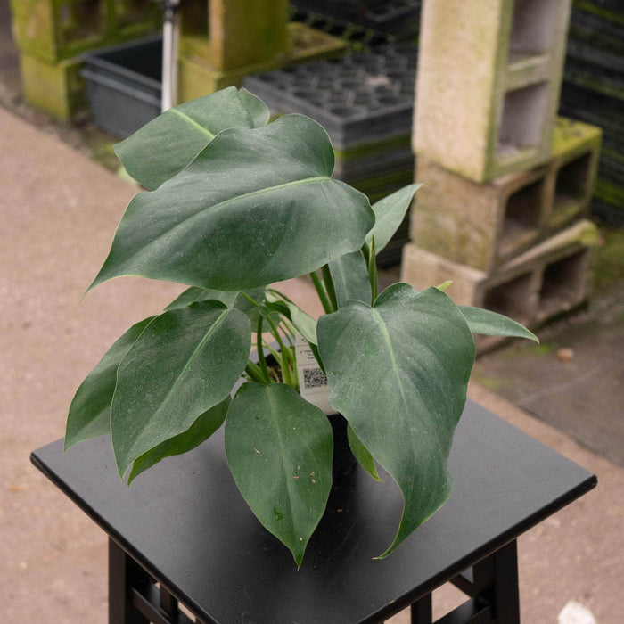 Gabriella Plants Philodendron 4" Philodendron 'Trouble Tonight'