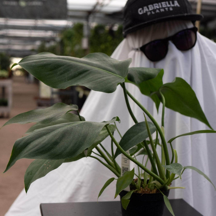 Gabriella Plants Philodendron 4" Philodendron 'Trouble Tonight'