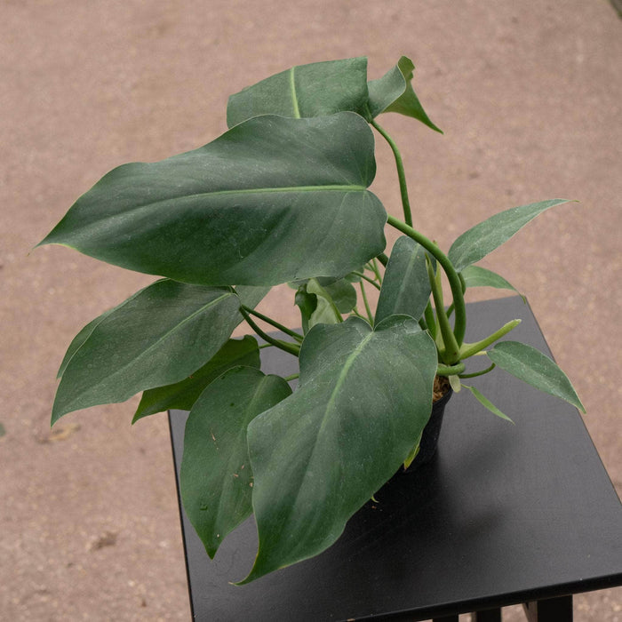 Gabriella Plants Philodendron 4" Philodendron 'Trouble Tonight'