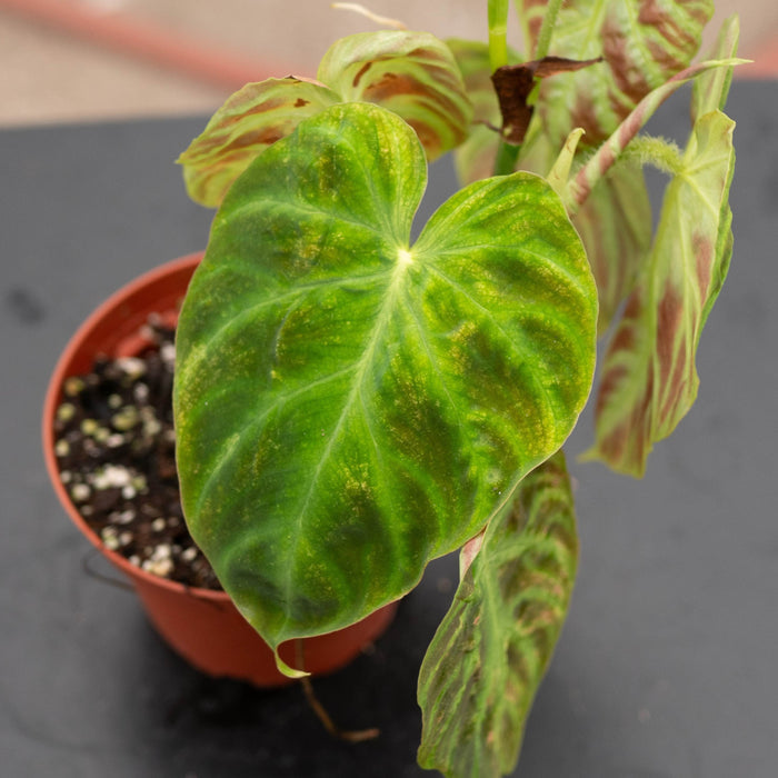Gabriella Plants Philodendron Philodendron verrucosum