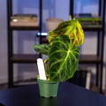 Gabriella Plants Philodendron 3" Philodendron verrucosum