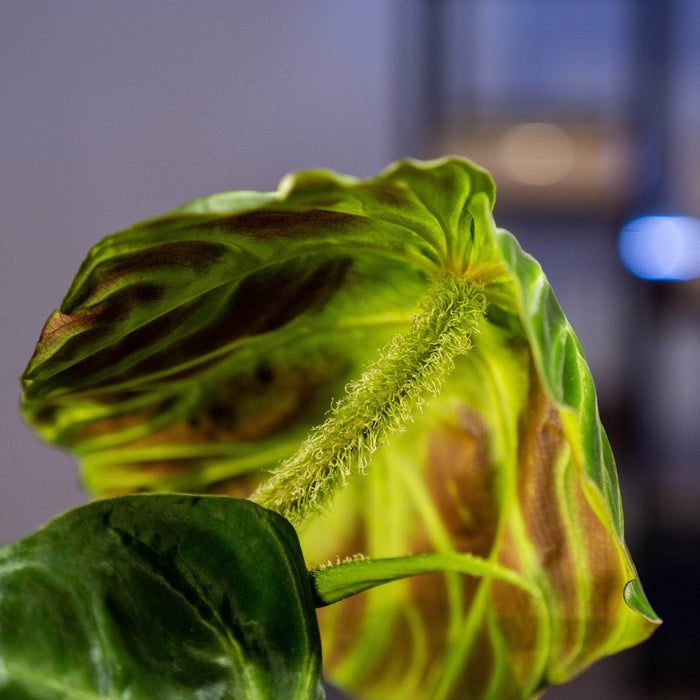 Gabriella Plants Philodendron 3" Philodendron verrucosum