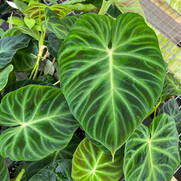 Gabriella Plants Philodendron 3" Philodendron verrucosum