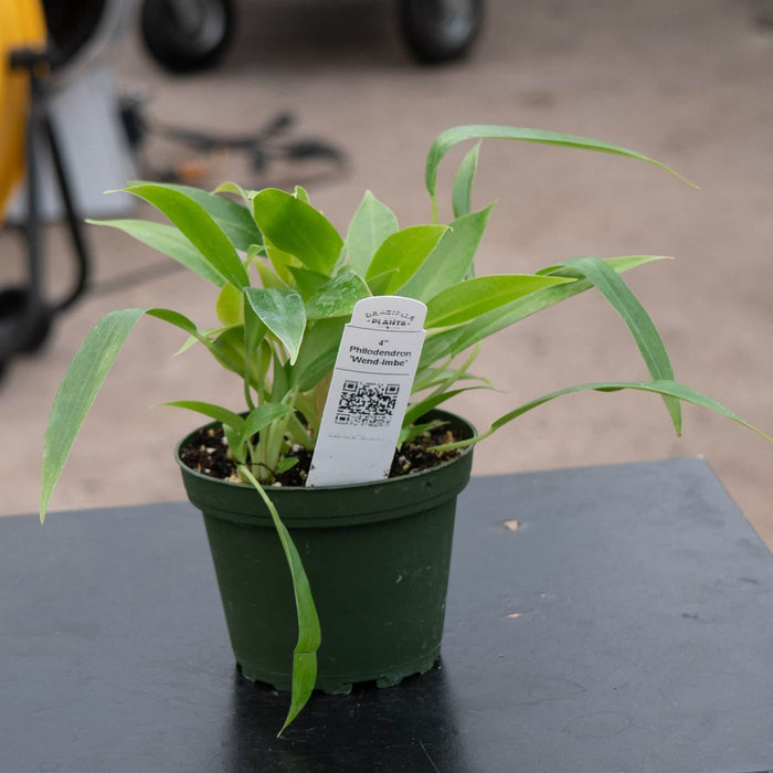 Gabriella Plants Philodendron 4" Philodendron 'Wend-imbe'